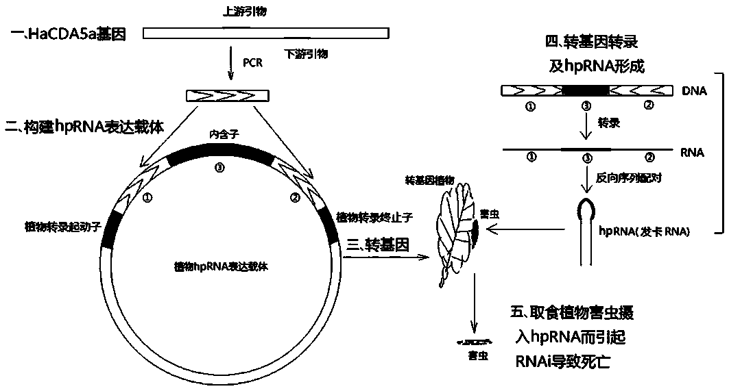 Method for improving insect resistance of plants by using RNA interference technique and special DNA fragment of method