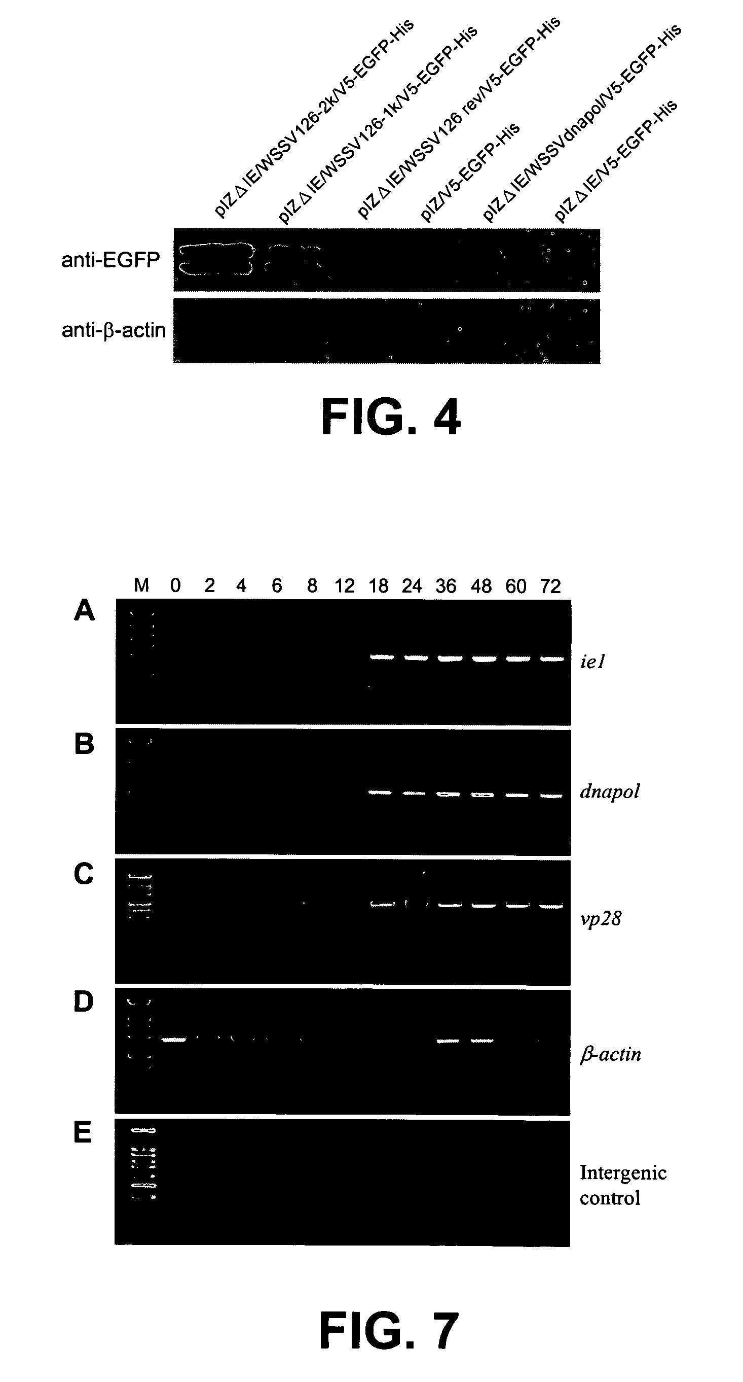 Promoter sequences from WSSV immediate early genes and their uses in recombinant DNA techniques