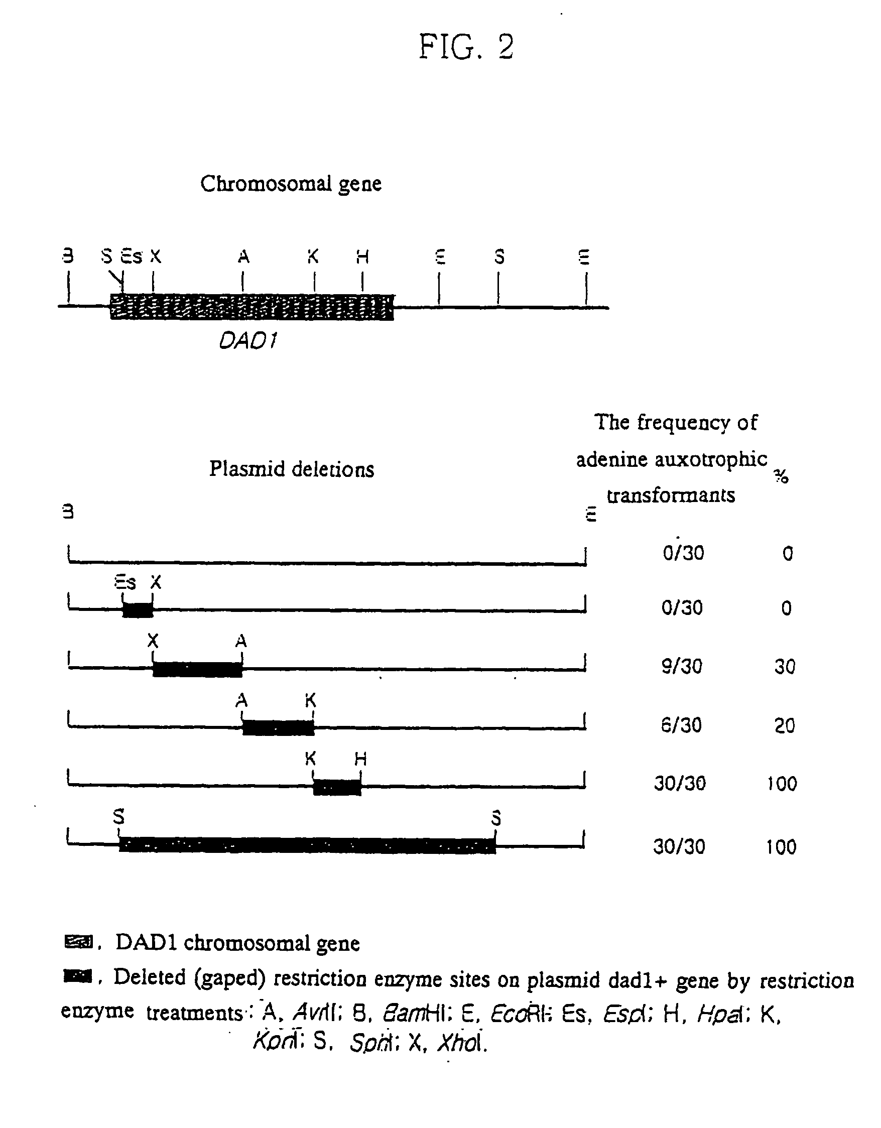 Yeast transformation vector containing auxotrophic dominant gene yeast transfomant containing it and their preparation