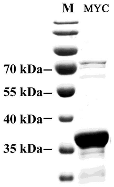 Coding gene of drosophilid MYC nano antibody, preparation method and application thereof
