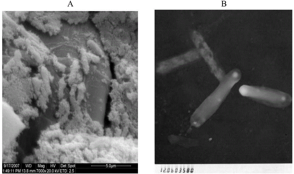 A method for improving metal ore leaching rate and its special bacterial strain