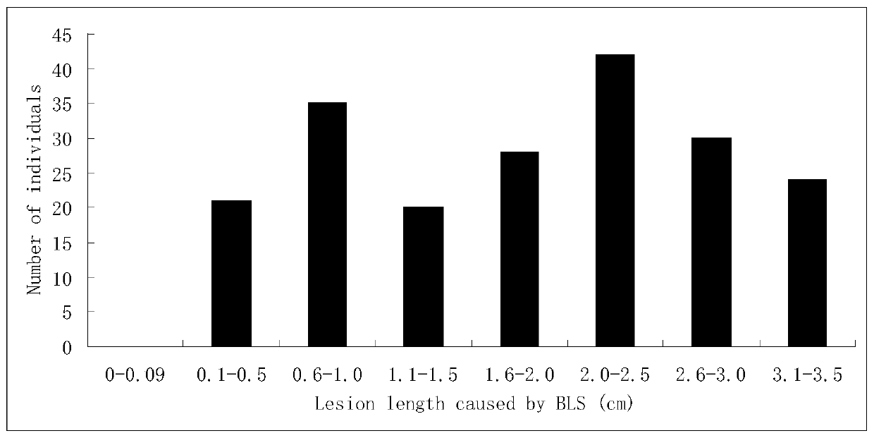 Molecular Marker and Application of Rice Bacterial Spot Resistance Main Gene bls1 Locus