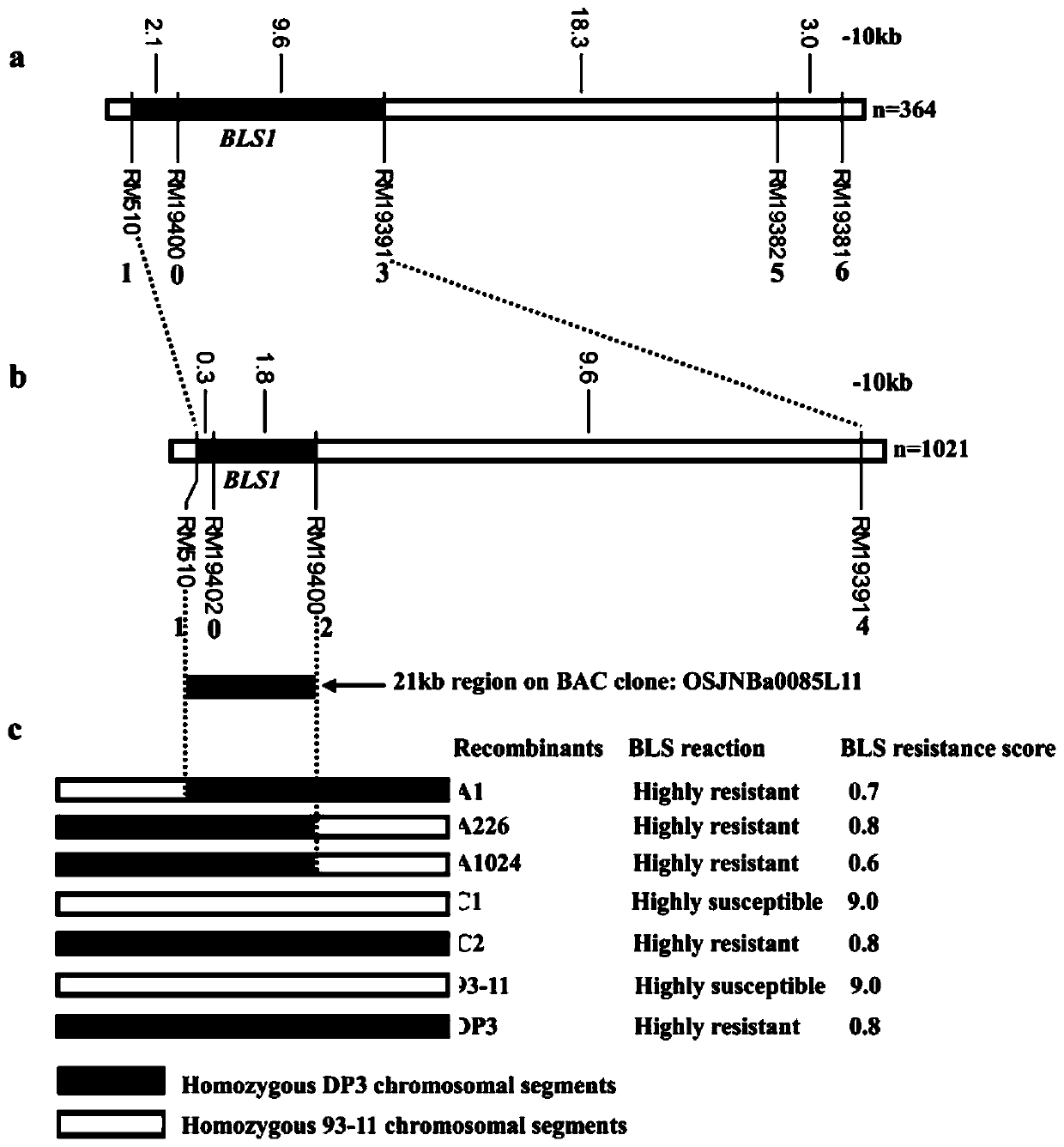 Molecular Marker and Application of Rice Bacterial Spot Resistance Main Gene bls1 Locus