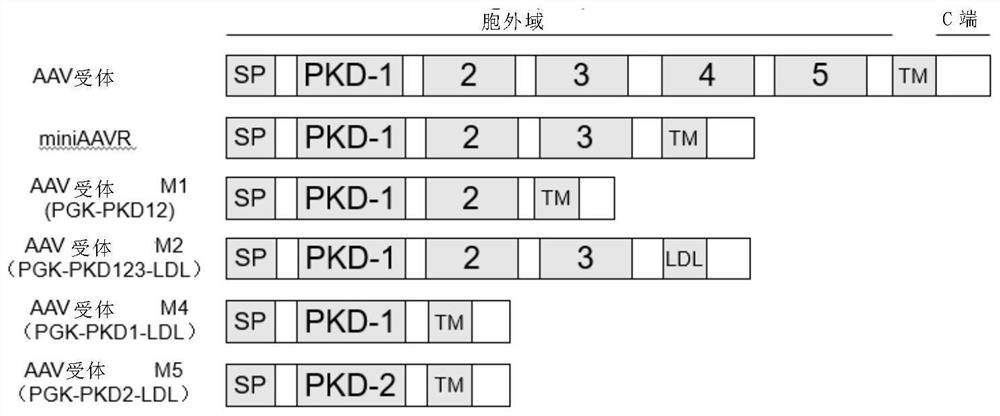 A method for improving the efficiency of gene therapy by overexpressing adeno-associated virus receptor