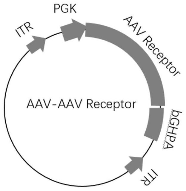 A method for improving the efficiency of gene therapy by overexpressing adeno-associated virus receptor