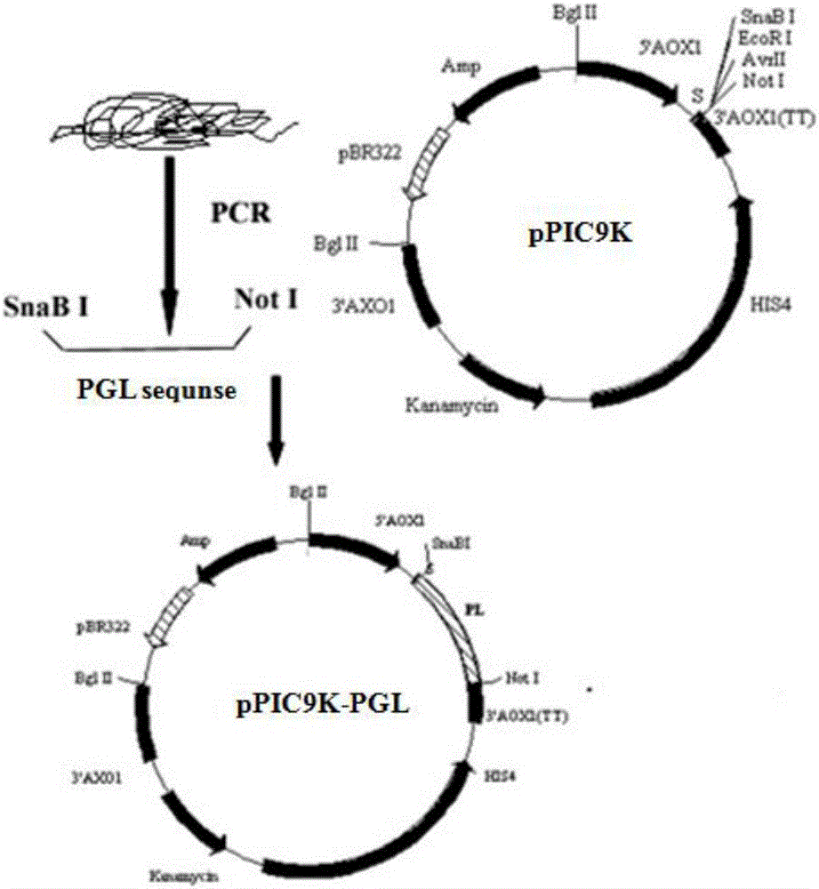 Strain capable of efficiently expressing alkaline pectinase and application of strain