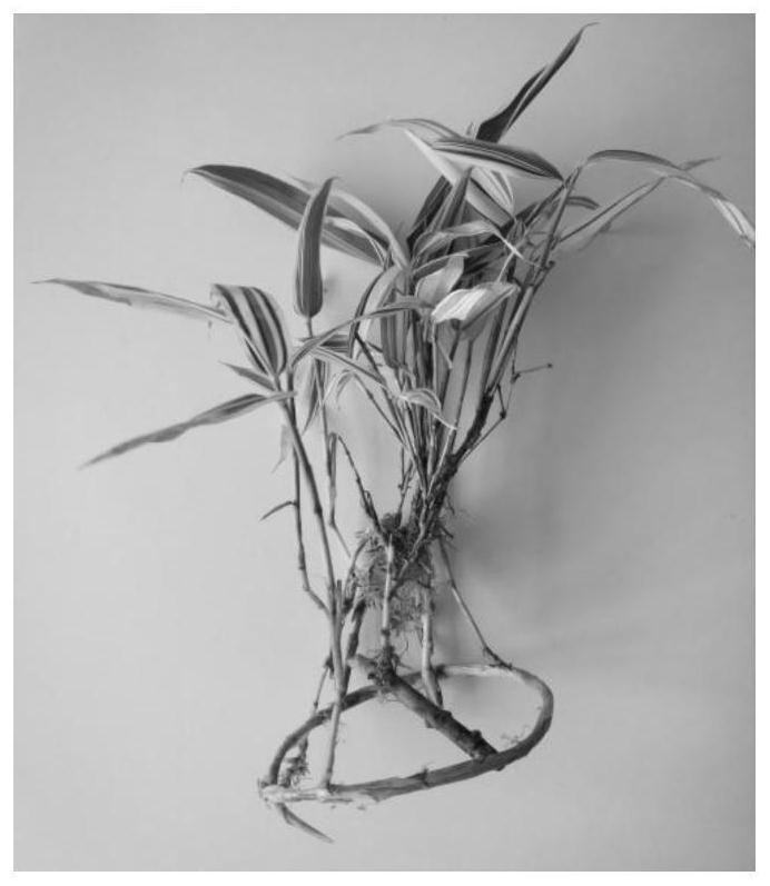 A method for efficiently obtaining cluster buds and rooted seedlings at the same time using the whip buds of the beautiful bamboo as explants