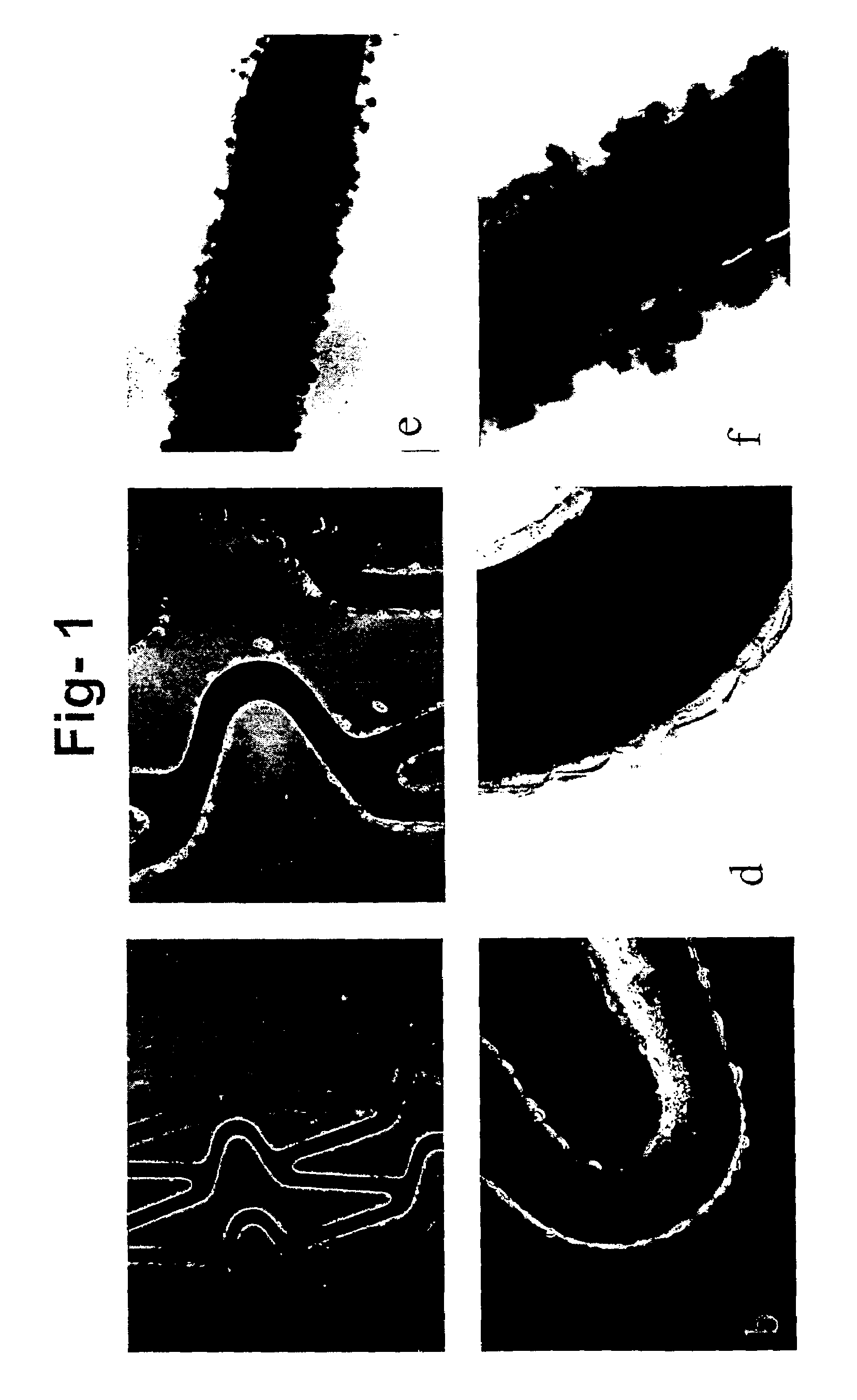 Composition derived from biological materials and method of use and preparation