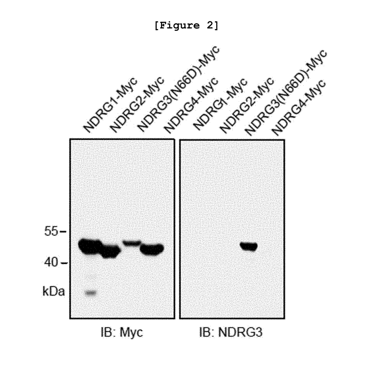 Pharmaceutical composition for cancer prevention and treatment, containing ndrg3 expression or activity inhibitor as active ingredient, or ndrg3 protein-specific antibody and use thereof