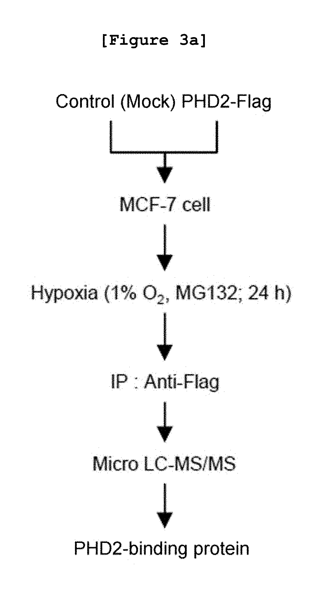 Pharmaceutical composition for cancer prevention and treatment, containing ndrg3 expression or activity inhibitor as active ingredient, or ndrg3 protein-specific antibody and use thereof