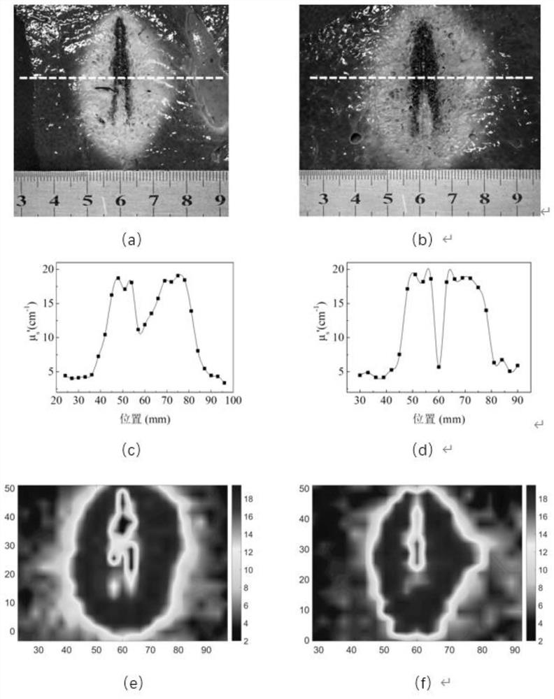 Microwave ablation area defining method based on tissue reduction scattering coefficient