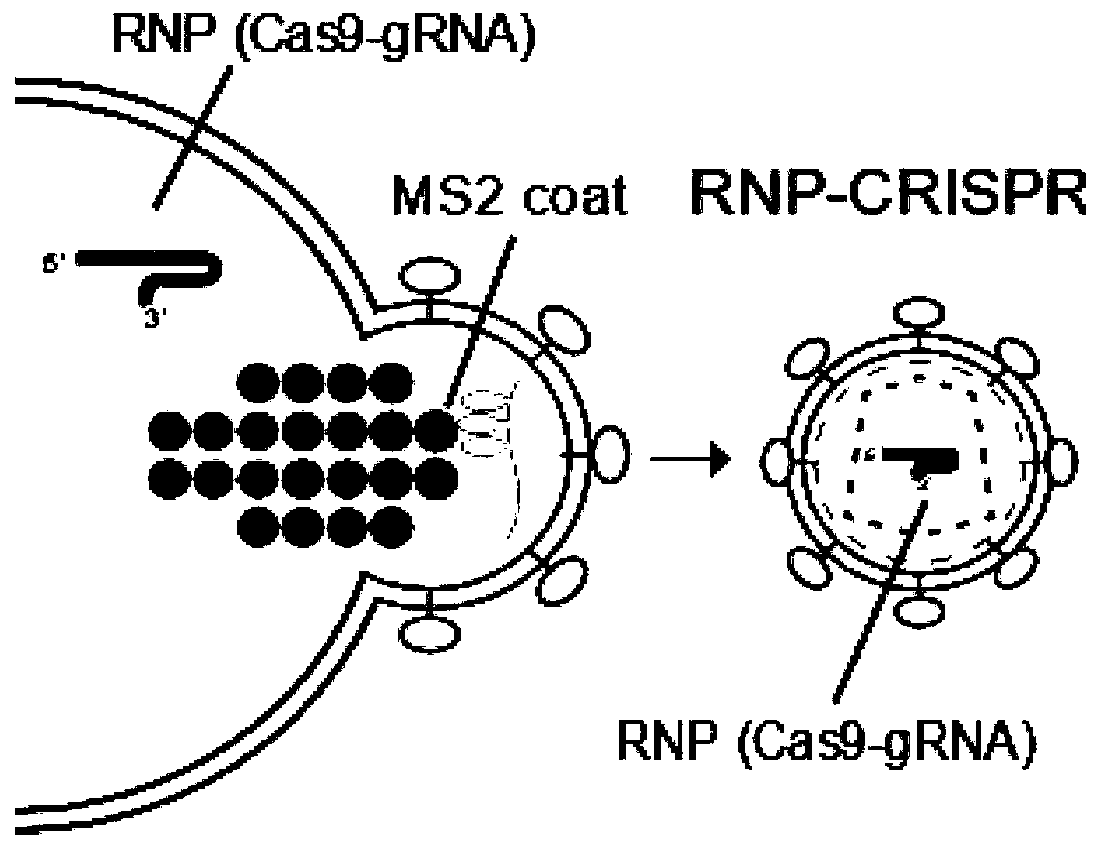 Lentiviral vector for delivering exogenous RNP and preparation method of lentiviral vector