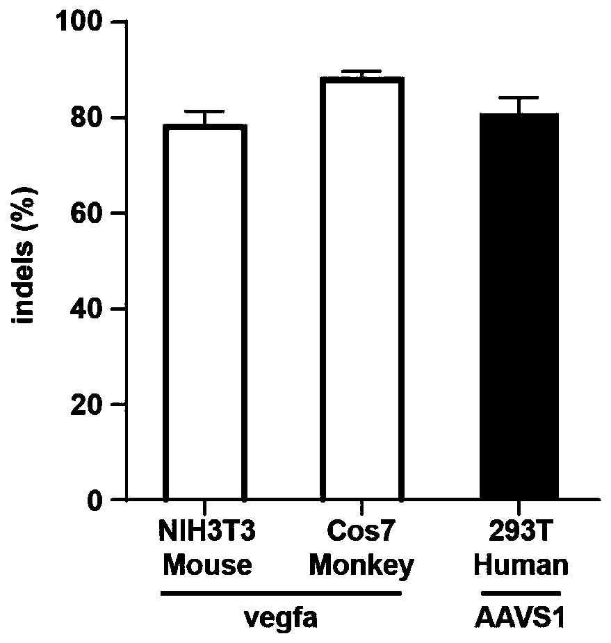 Lentiviral vector for delivering exogenous RNP and preparation method of lentiviral vector