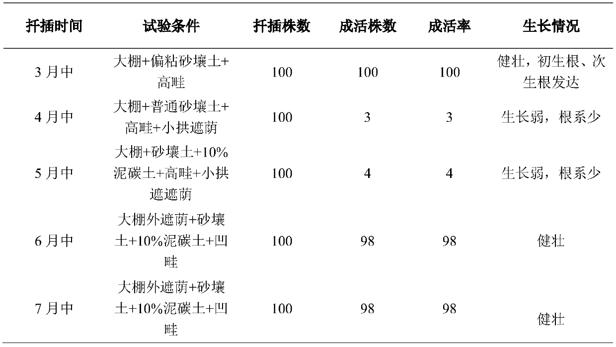 Rapid cuttage seedling cultivation method of ficus pandurata Hance var.angustifolia Cheng