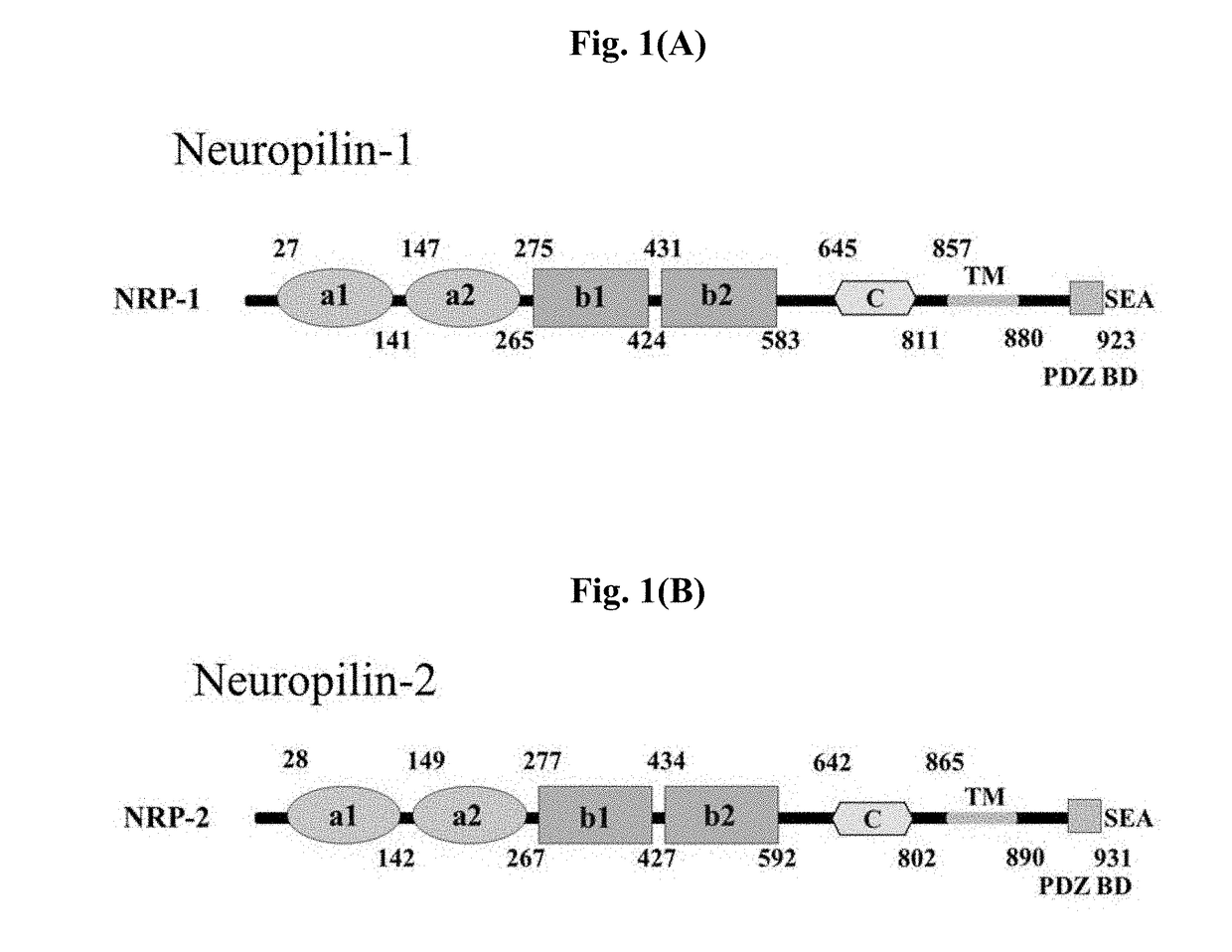 Neuropilin-1 specific binding peptide, fusion protein fused with same, and use thereof
