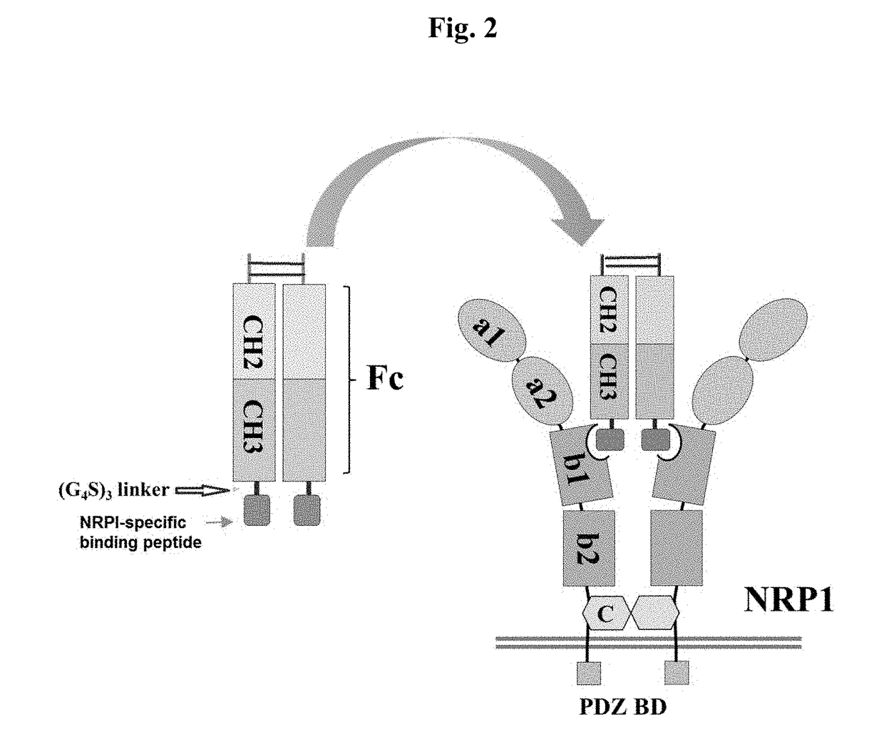 Neuropilin-1 specific binding peptide, fusion protein fused with same, and use thereof