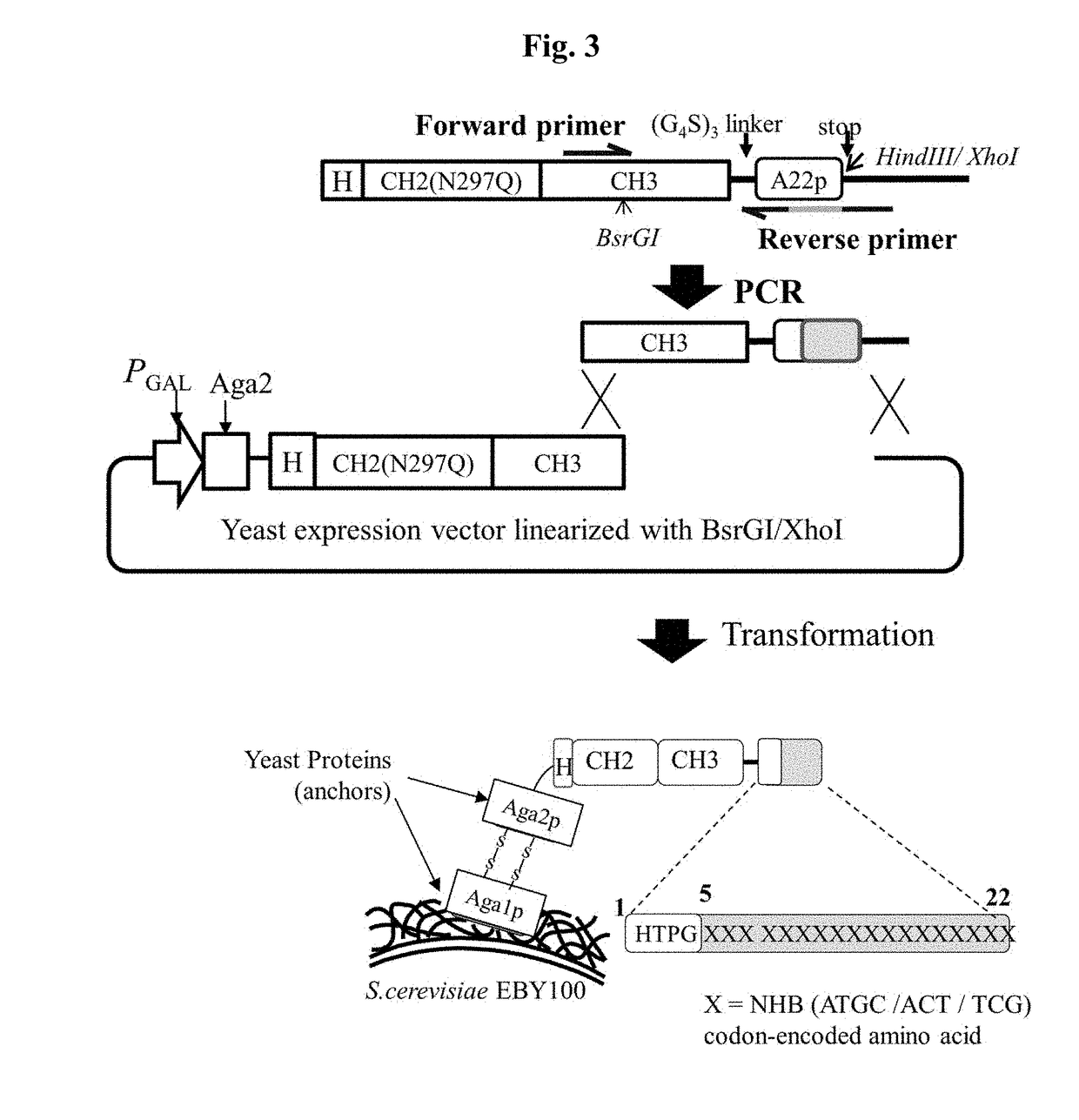 Neuropilin-1 specific binding peptide, fusion protein fused with same, and use thereof