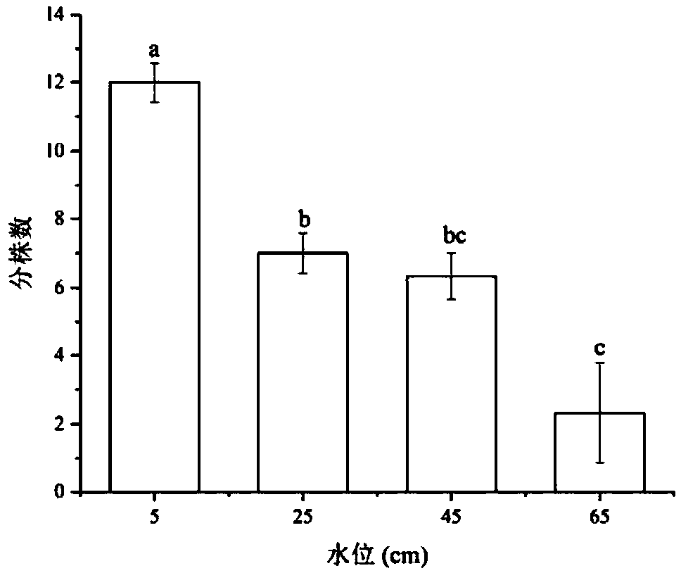 Method for optimizing water level height of Sanjiang currant seedling and method for rapidly recovering degraded saline-alkali wetland plants