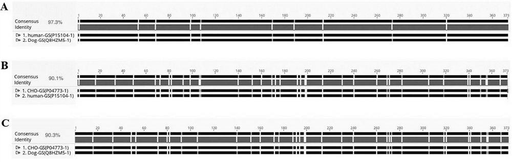 Glutamine synthetase mutant and application thereof