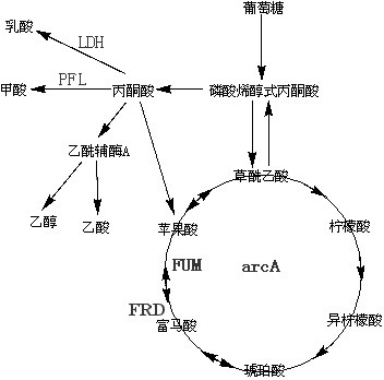 Method for constructing escherichia coli genetic engineering bacteria for producing fumaric acid