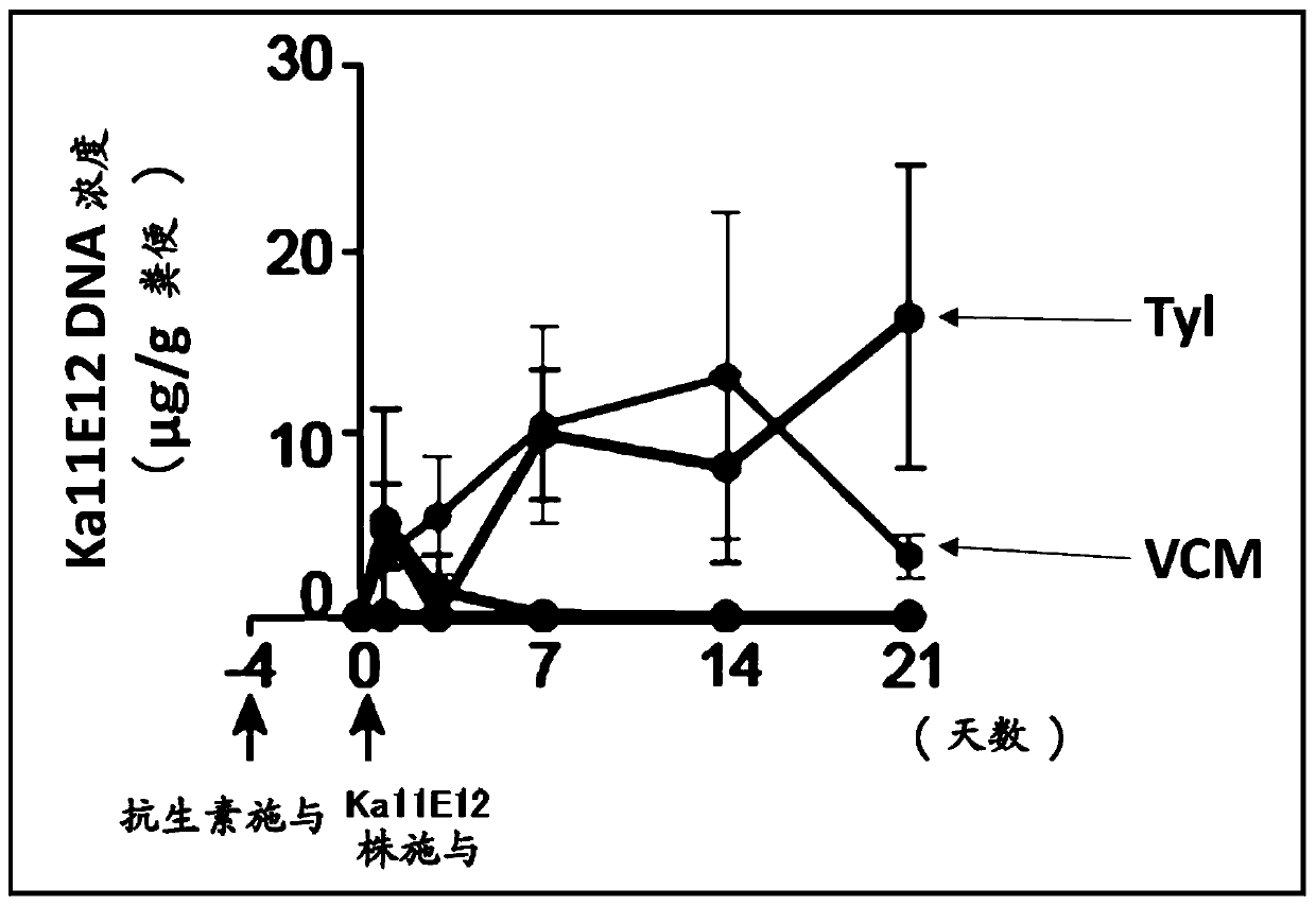 Anti-bacterial composition against Th1 cell-inducing bacteria