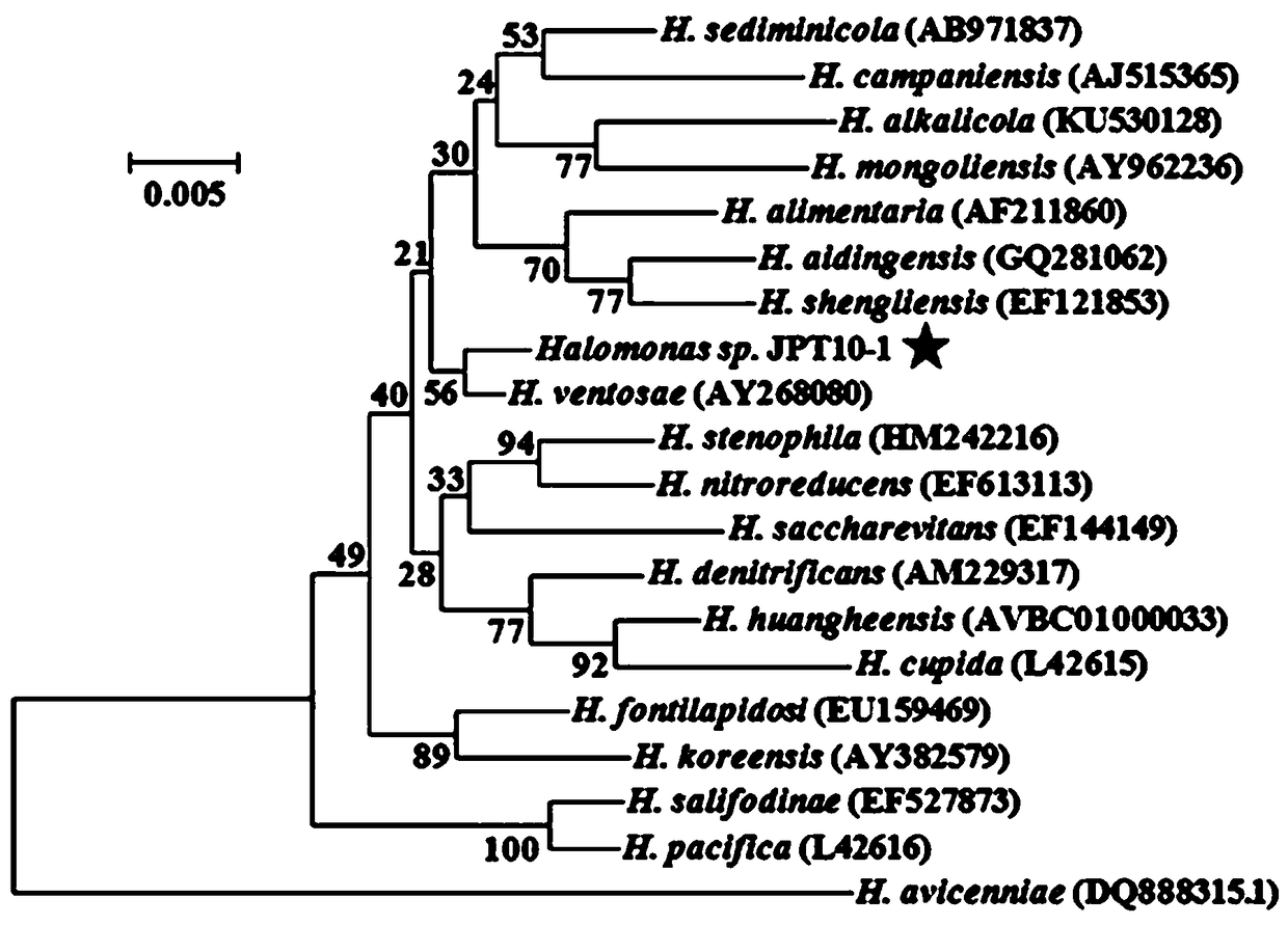 Halomonas ventosae strain JPT10-1 for improving salt-tolerance capability of corns as well as bacterium agent and application of halomonas ventosae strain JPT10-1