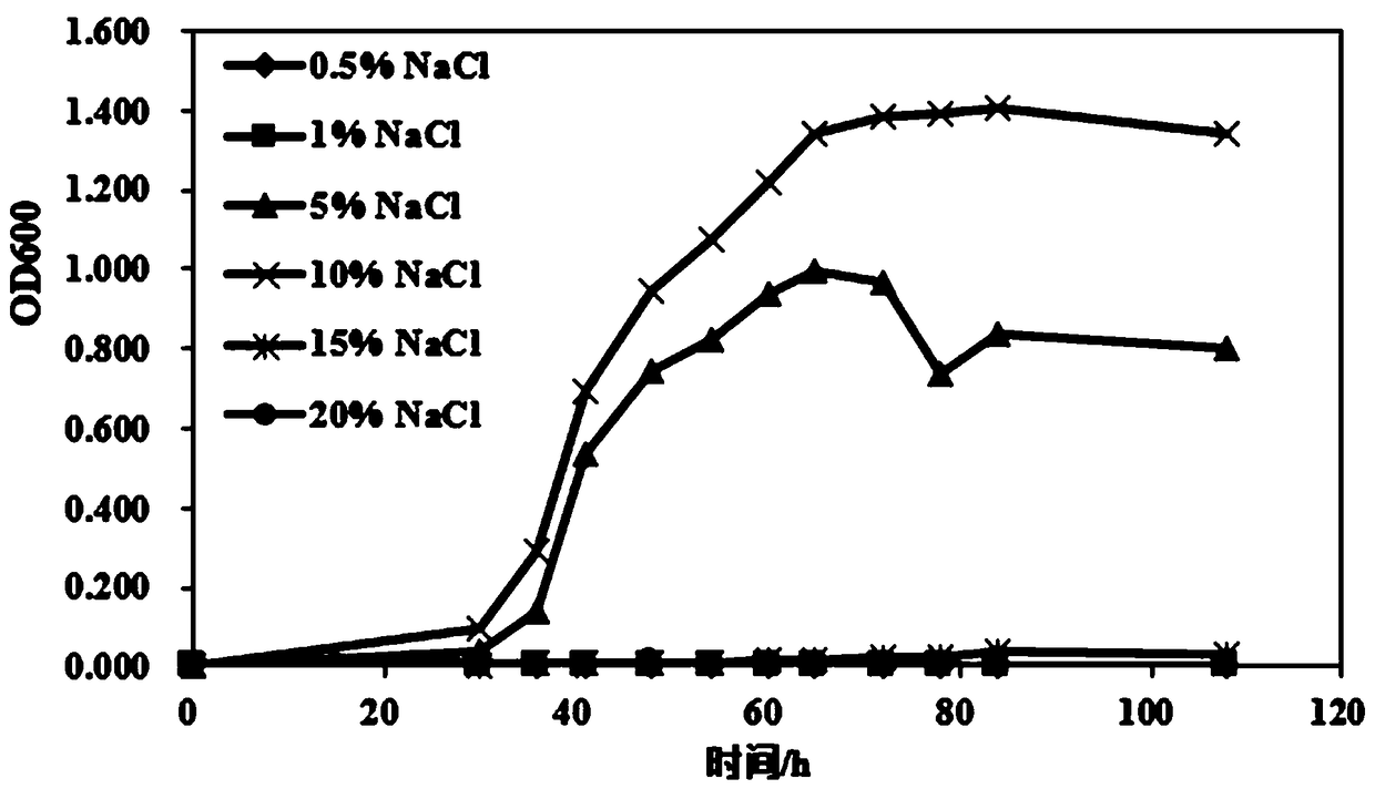 Halomonas ventosae strain JPT10-1 for improving salt-tolerance capability of corns as well as bacterium agent and application of halomonas ventosae strain JPT10-1