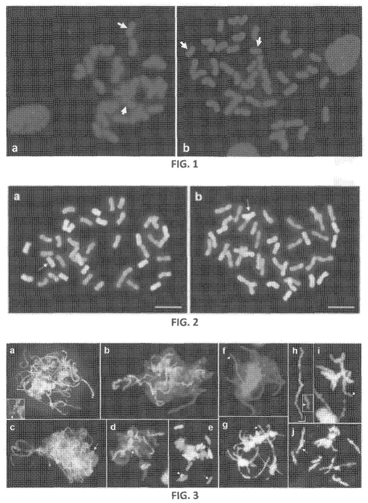 Genetic system for promoting recombination and gene transfer in wheat