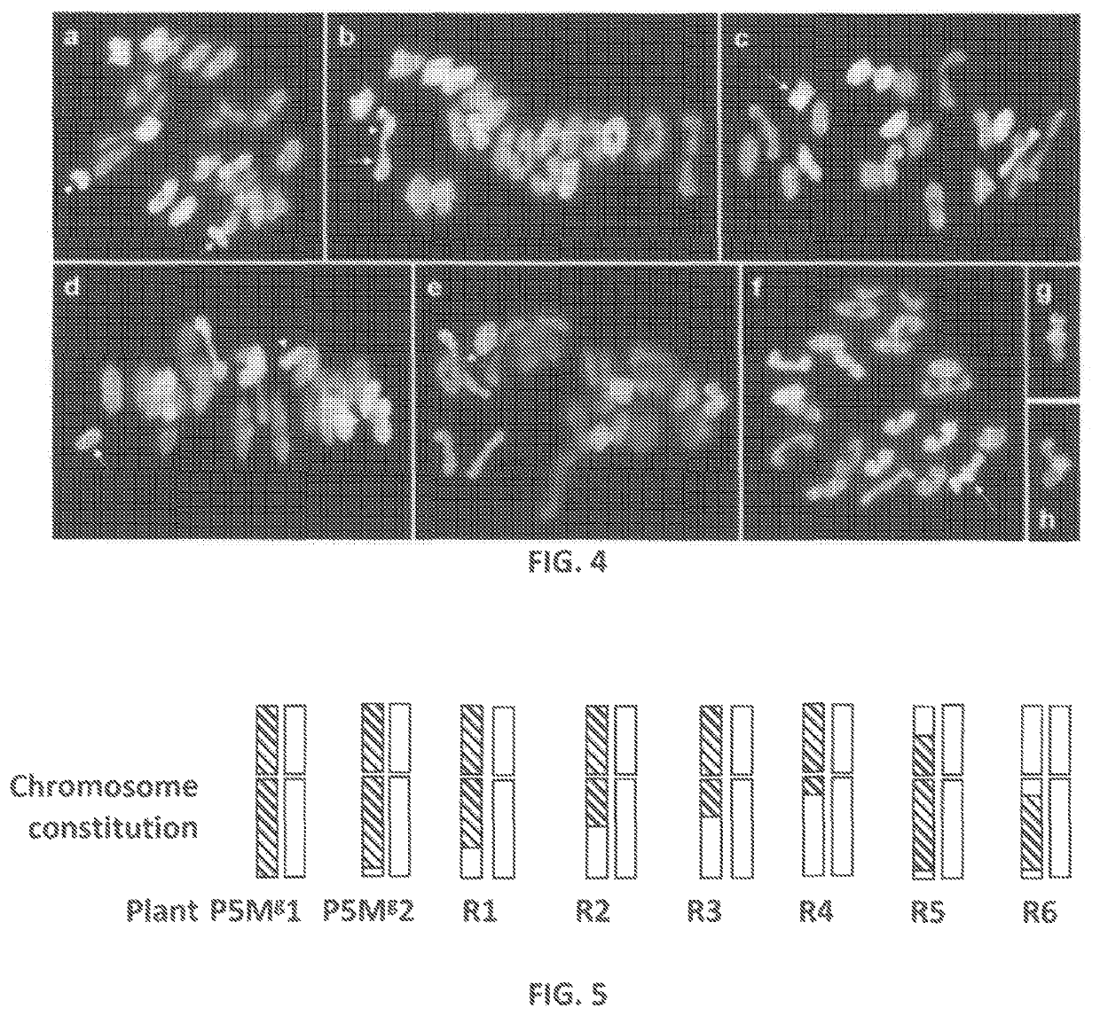 Genetic system for promoting recombination and gene transfer in wheat