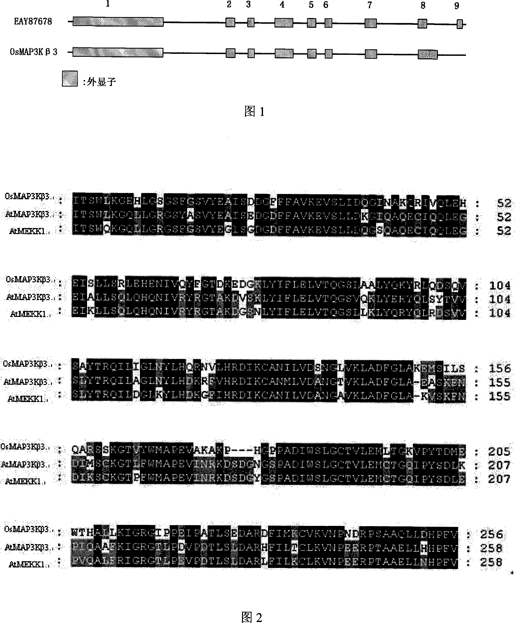 Salt-endurance related rice protein kinase gene clone and uses thereof