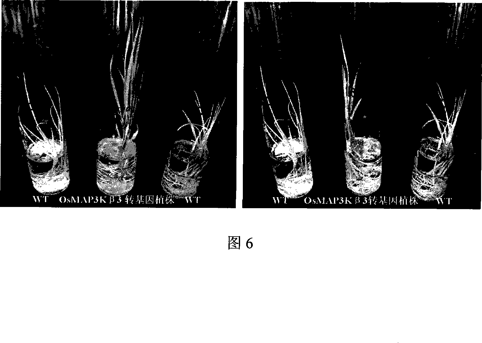 Salt-endurance related rice protein kinase gene clone and uses thereof