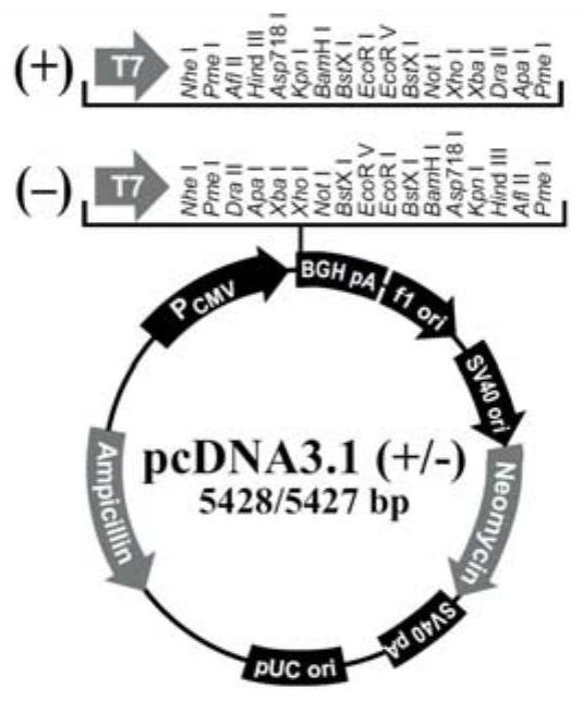 Signal peptide for improving secretion and expression of mammalian cell recombinant protein and its application