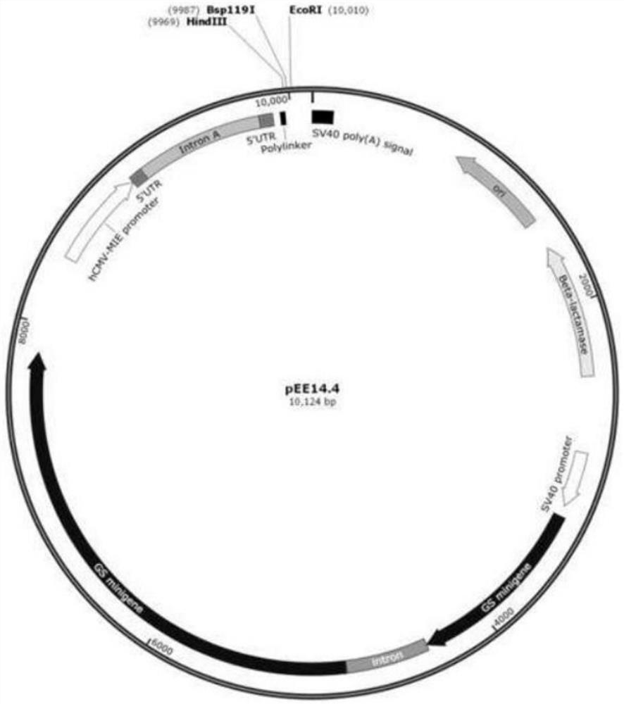 Signal peptide for improving secretion and expression of mammalian cell recombinant protein and its application