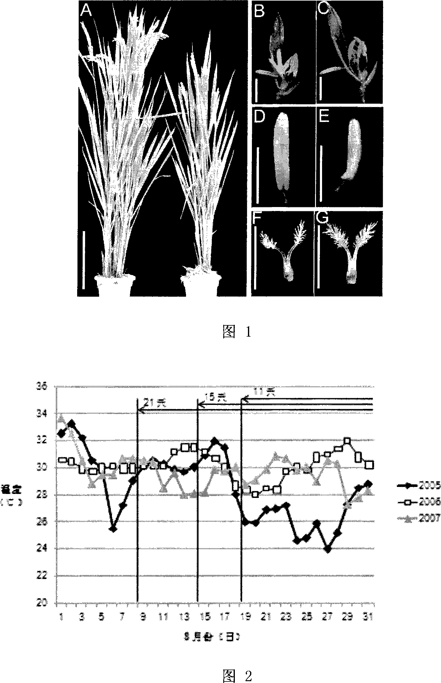 Protein coded sequence for regulating and controlling temperature and light sensitive nuclear sterility