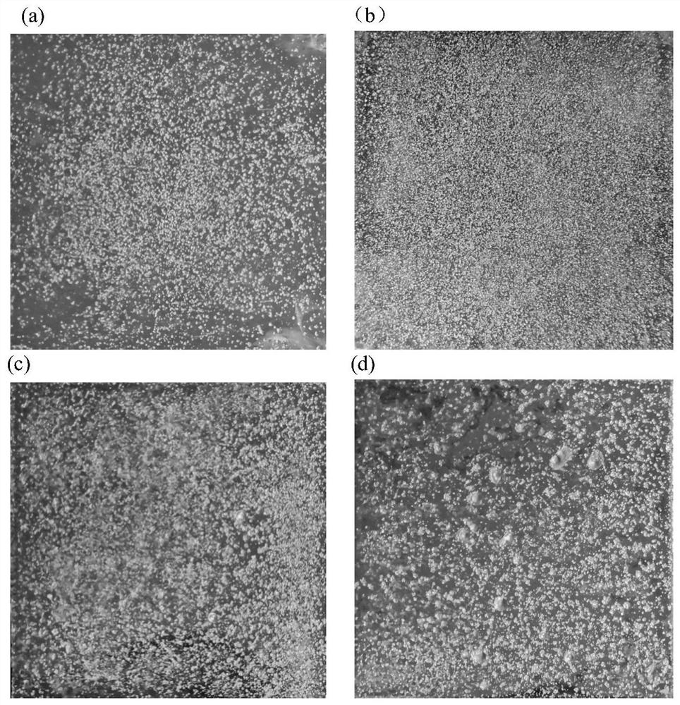 Metal material surface electrolytic texturing method