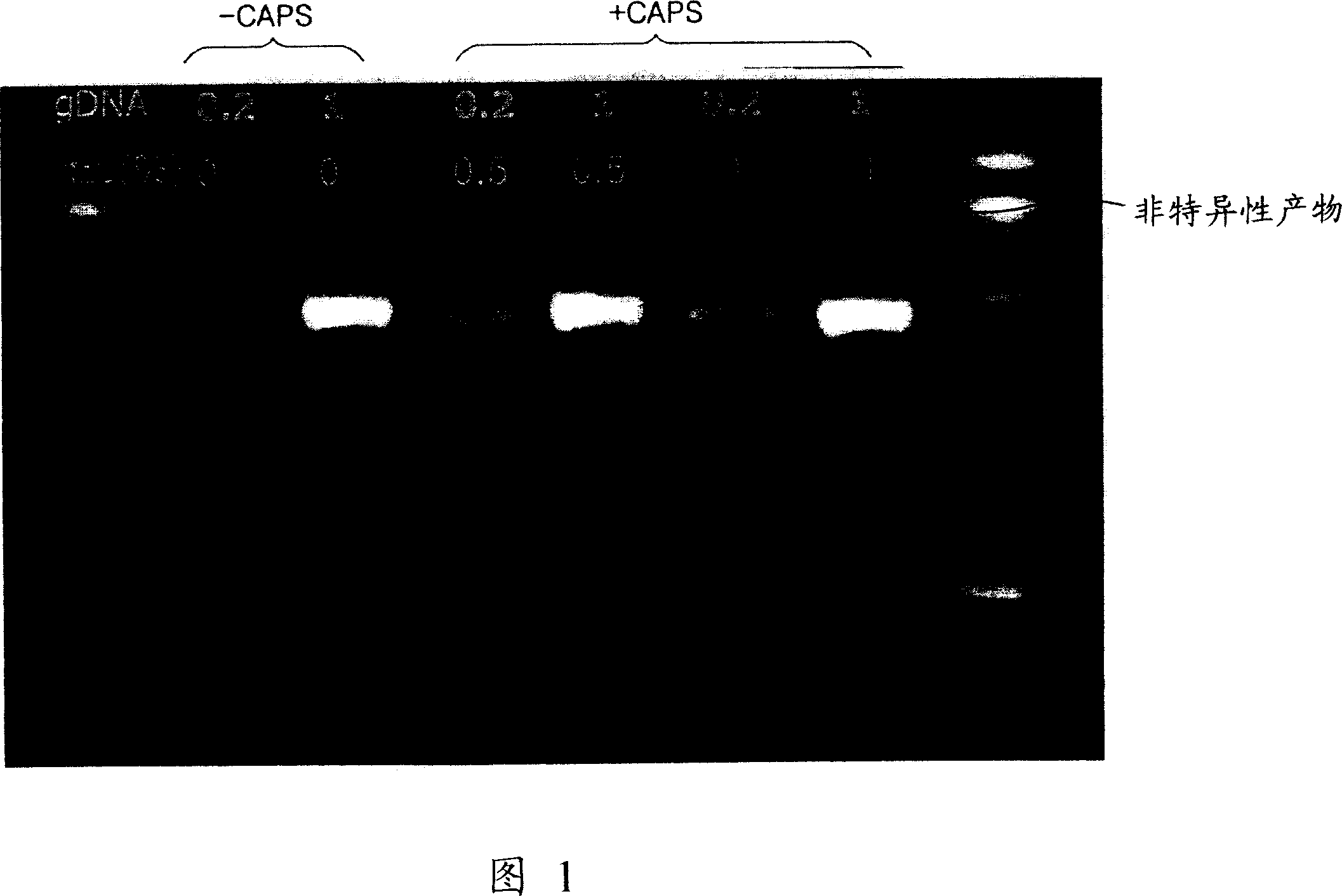 Method of increasing specificity of nucleic acid hybridization using zwitterionic compound