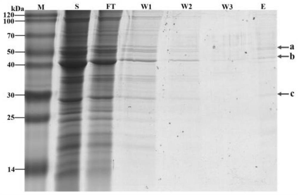 Diaphorina citri chitin binding protein Chitinase-like EN03 as well as encoding gene and application thereof