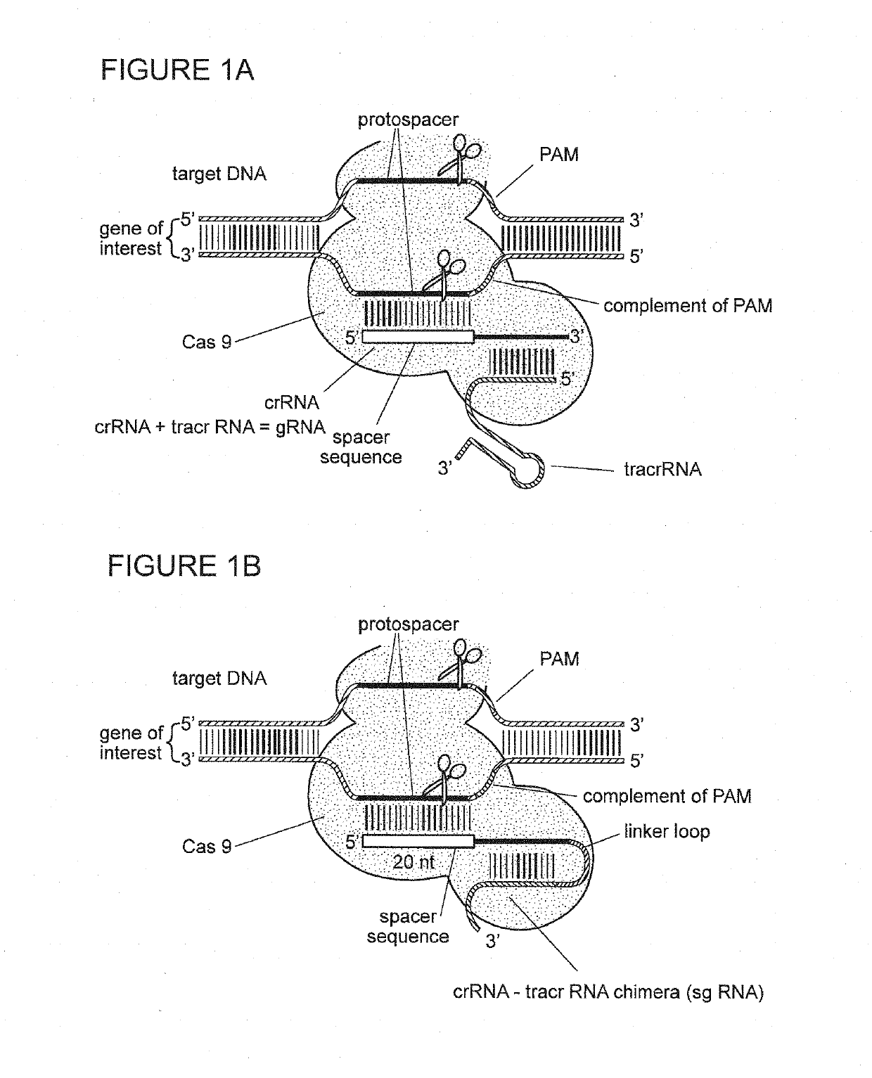 Materials and methods for treatment of pain related disorders