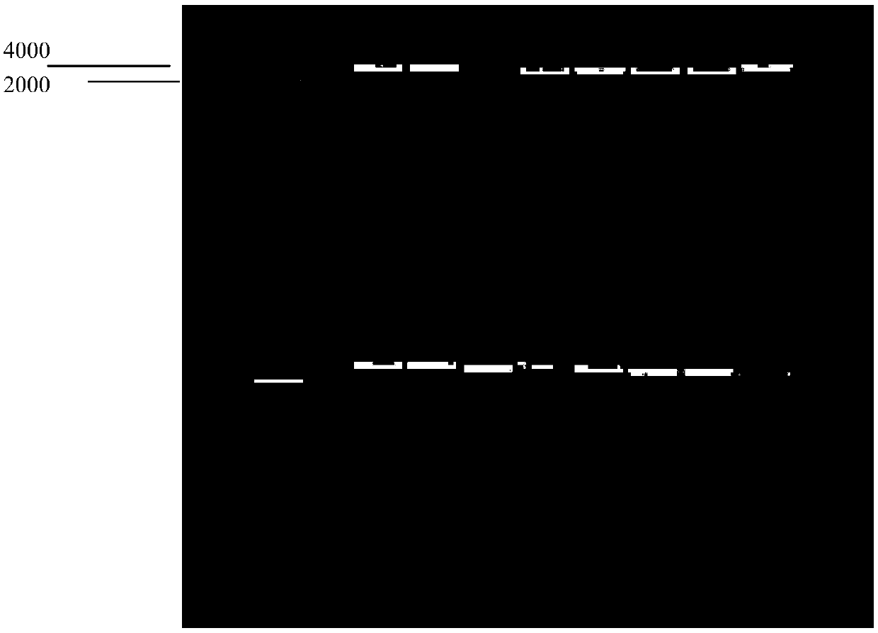Primer, kit and method related to determination of full-length sequence of human leukocyte antigen HLA-E, -F and-G genes
