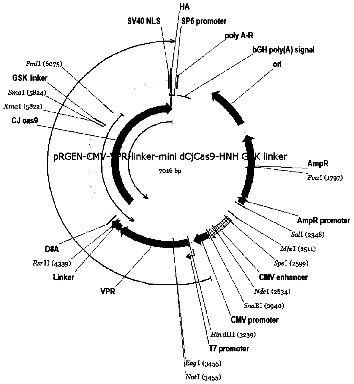 Fusion protein based on CjCas9 and VPR core structure domains, corresponding DNA targeting activation system and application of system