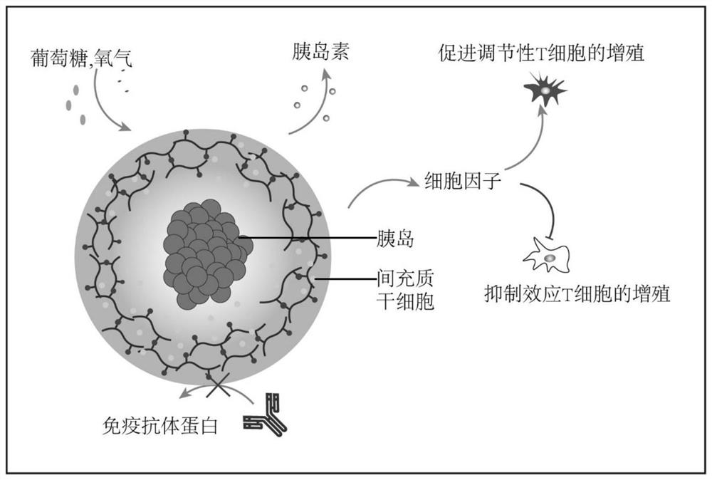 Double-cell co-packaging microgel for pancreas islet transplantation and preparation method of double-cell co-packaging microgel