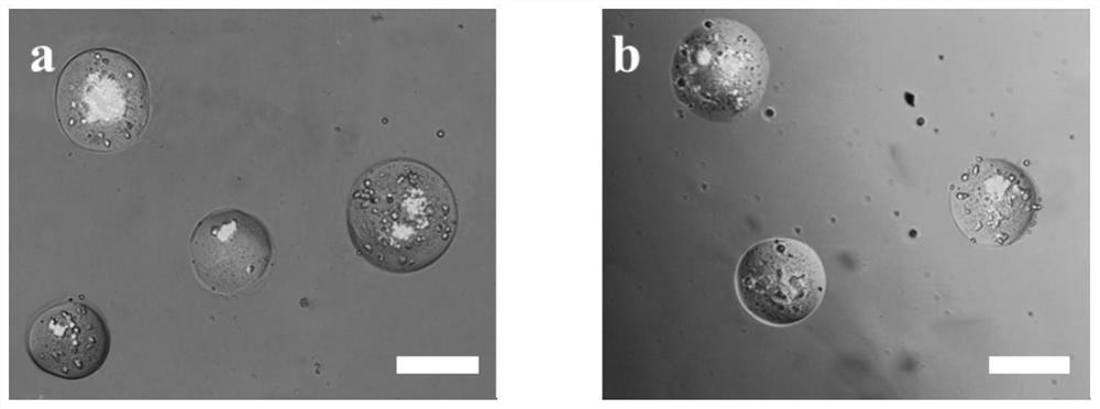 Double-cell co-packaging microgel for pancreas islet transplantation and preparation method of double-cell co-packaging microgel