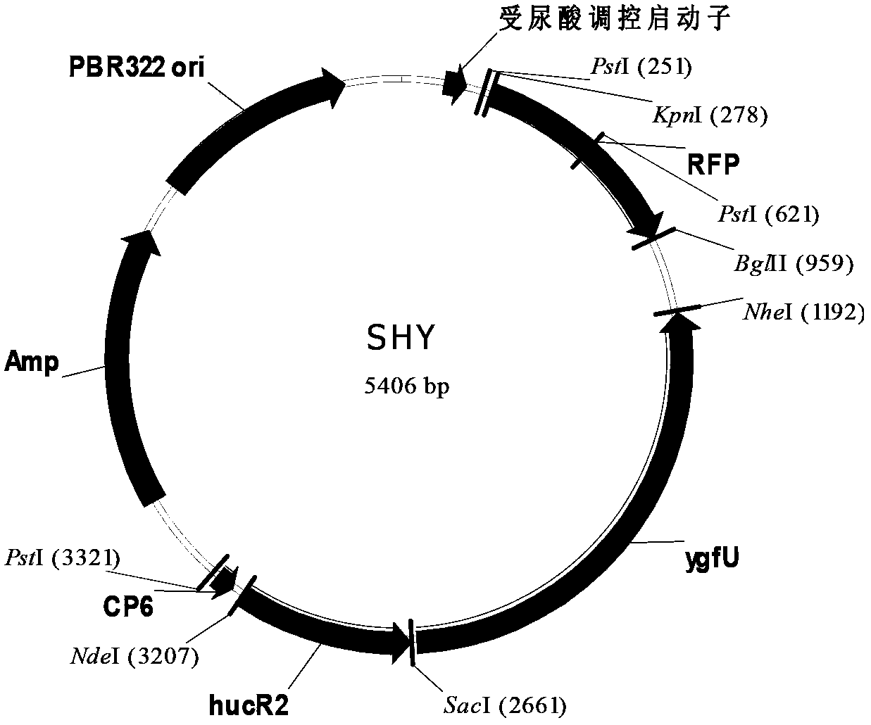 DNA fragment used for uric-acid-induced target protein expression and related promoter and applications thereof