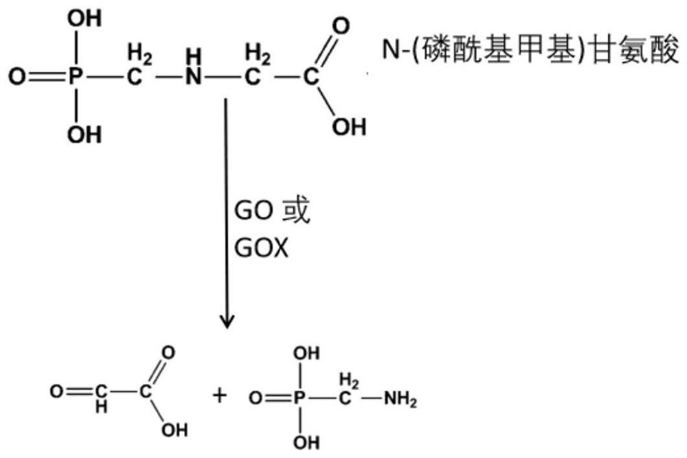 Ammonia phosphine oxidoreductase with glyphosate degradation activity and application of ammonia phosphine oxidoreductase