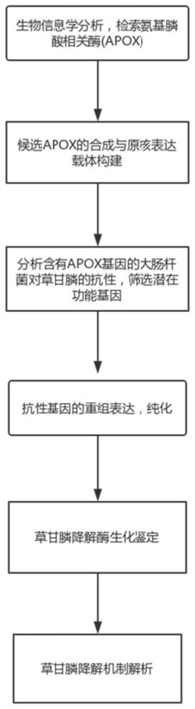 Ammonia phosphine oxidoreductase with glyphosate degradation activity and application of ammonia phosphine oxidoreductase