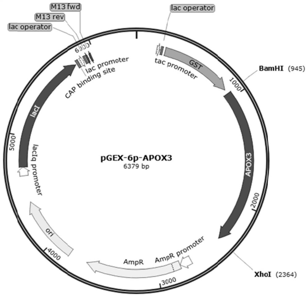 Ammonia phosphine oxidoreductase with glyphosate degradation activity and application of ammonia phosphine oxidoreductase