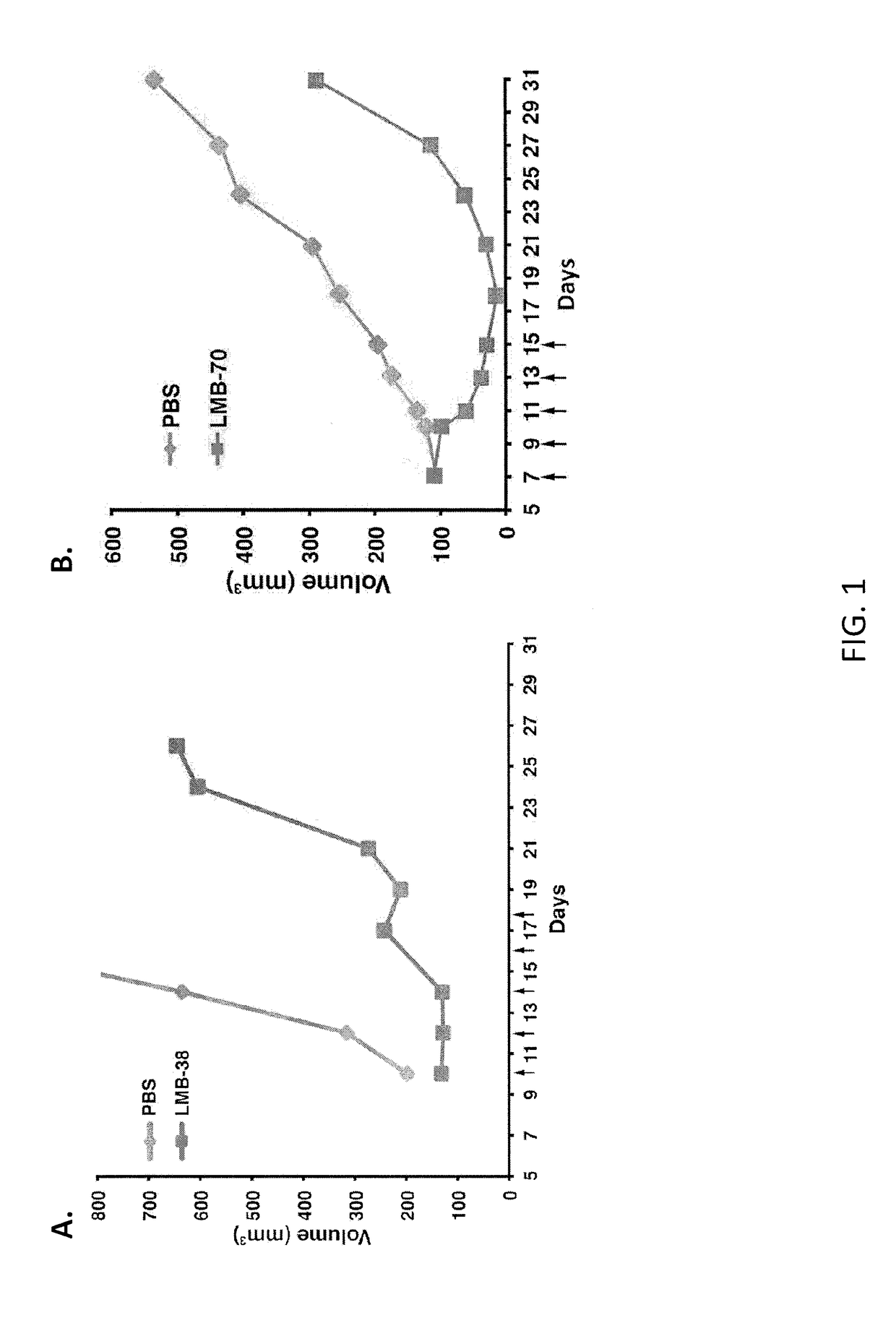 Anti-bcma polypeptides and proteins