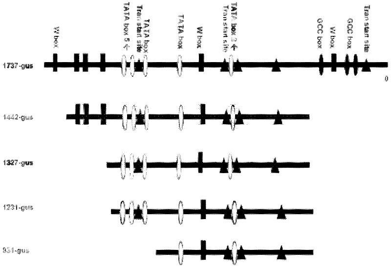 Corn wip1 gene promoter and application thereof