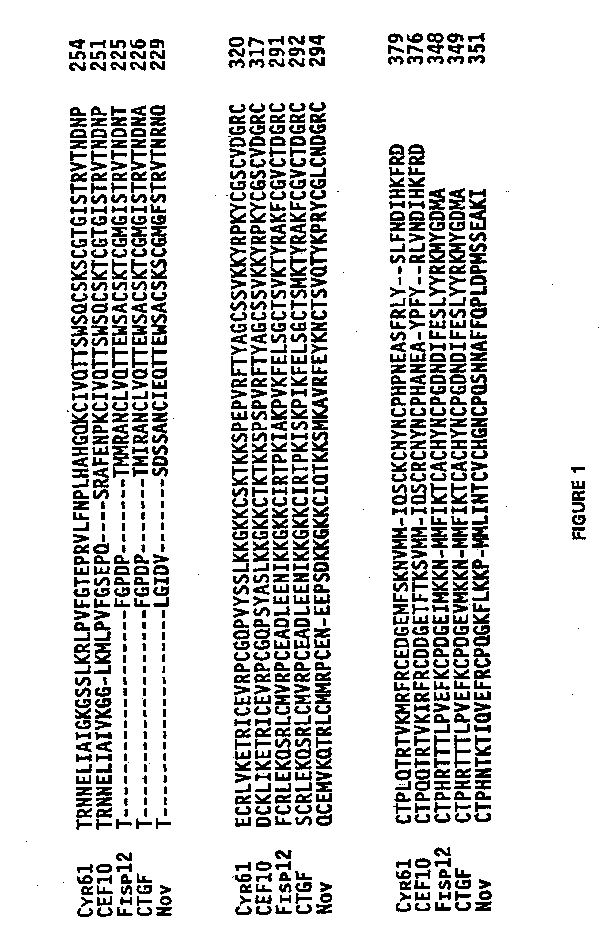 Cyr61 compositions and methods