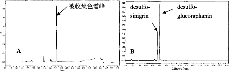 Method for extracting glucoraphanin compound from broccoli and cauliflower